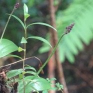 Cynorkis inermis ? (ancien Arnottia mauritiana).jpg