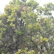 Embellia angustifolia - Liane savon - MYRSINACEAE - Endemique Reunion, Maurice.jpg