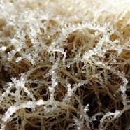 givre matinal (6).JPG