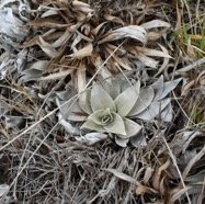 Helichrysum arnicoides - Petit Velours blanc - ASTERACEAE - Endemique Reunion.jpg