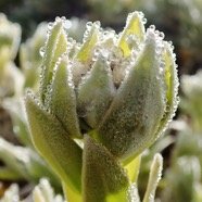 Helichrysum heliotropifolium (3).JPG