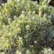 Helichrysum heliotropifolium - Velours blanc - ASTERACEAE - Endemique Reunion.jpg