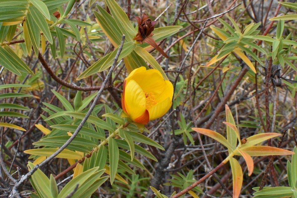 Hypericum lanceolatum subsp angustifolium - Fleur jaune des Hauts - HYPERICACEAE - Endemique Reunion.jpg