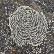 Lichens artistiques.jpg
