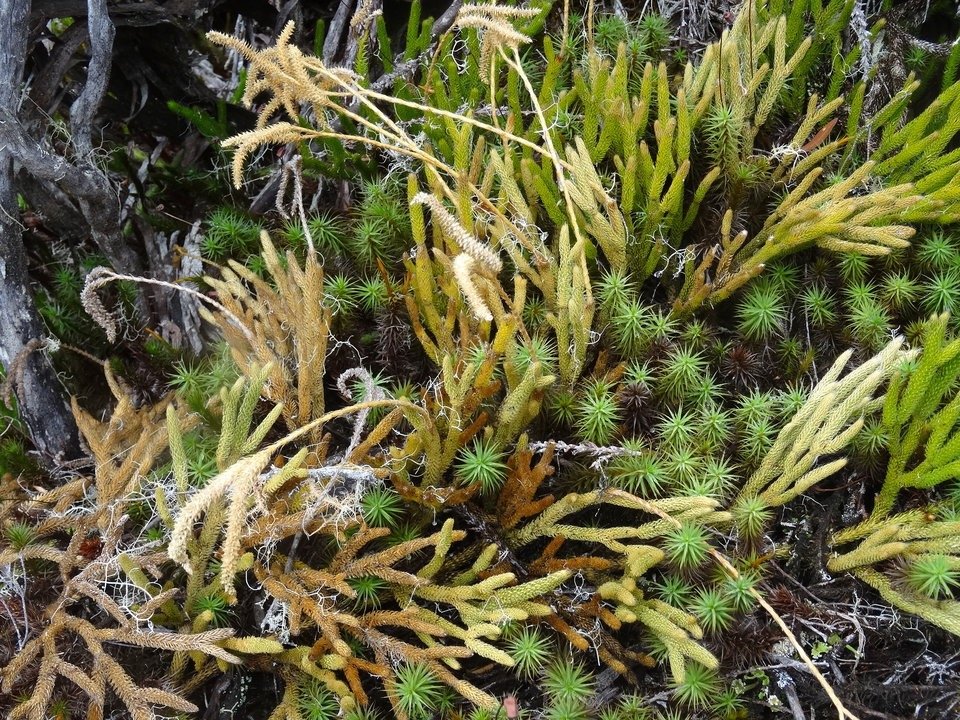 Lycopodium clavatum - LYCOPODIACEAE - Indigene Reunion, Maurice.jpg