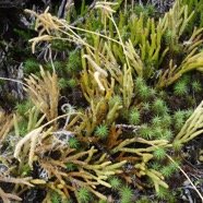 Lycopodium clavatum - LYCOPODIACEAE - Indigene Reunion, Maurice.jpg