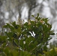 Molinea alternifolia - Tan Georges - SAPINDACEAE - Endemique Reunion, Maurice.jpg