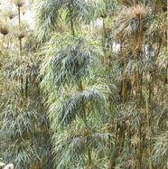 Nastus borbonicus - Calumet - POACEAE - Endemique Reunion.jpg