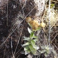 Psiadia argentea - ASTERACEAE - Endemique Reunion.jpg
