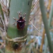 Tropicorypha minor - Punaise du Calumet - PENTATOMIDAE - Endemique Reunion.jpg