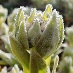 Helichrysum heliotropifolium (3).JPG