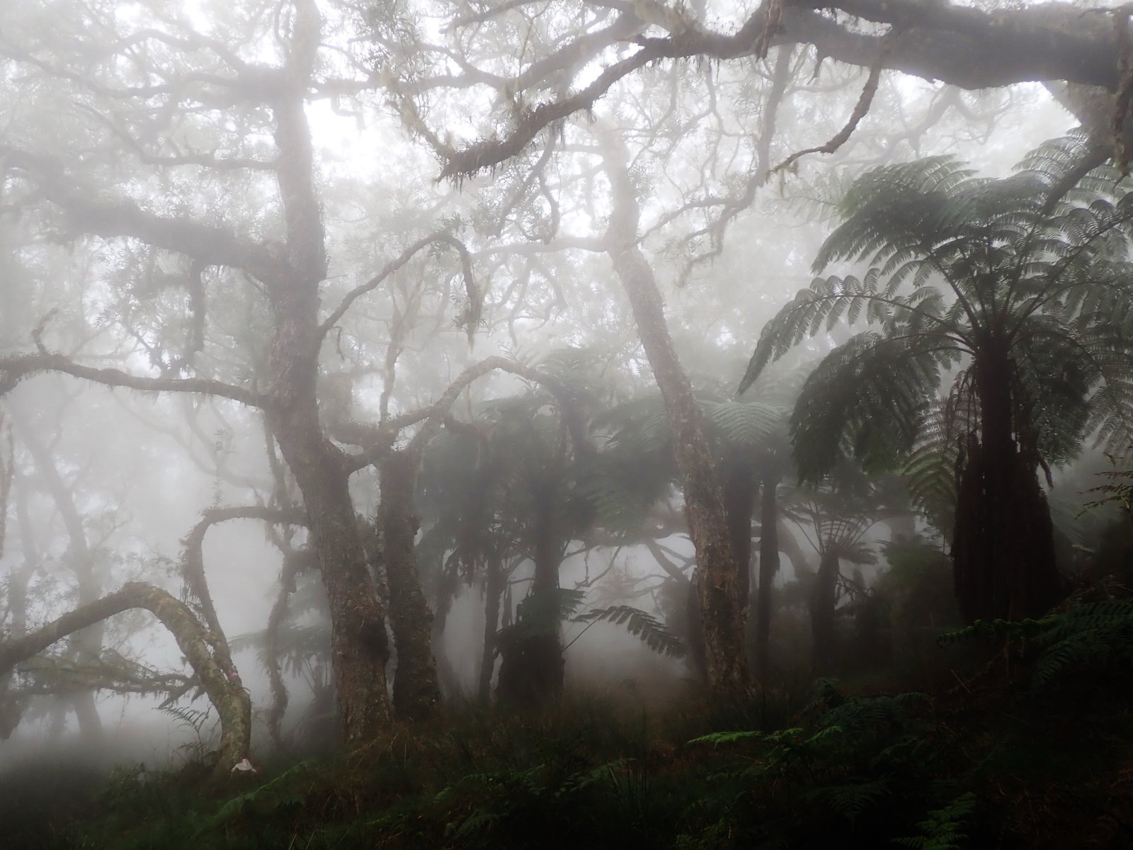 Tamarinaie dans la brume (2).JPG