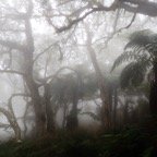 Tamarinaie dans la brume (2).JPG
