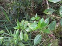Bois de fièvre-Pouzolzia laevigata
