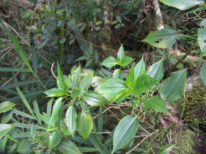 Bois de fièvre-Pouzolzia laevigata
