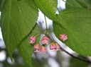 Dombeya elegans-ER