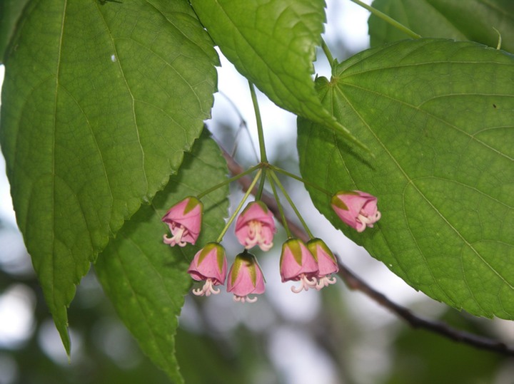 Dombeya elegans-ER