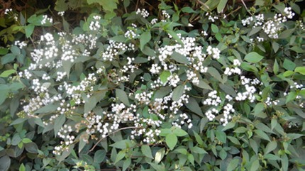 DSCN1759