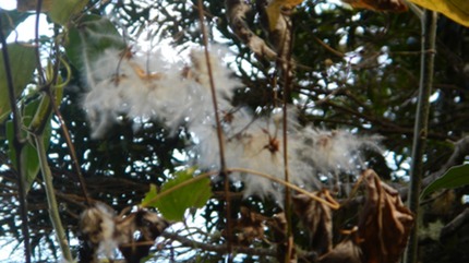DSCN1769