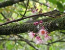 Fleurs du Bois de pomme-10