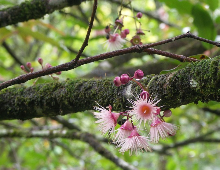 Fleurs du Bois de pomme-10