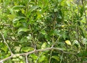 Fruits de Toddalia asiatica-1