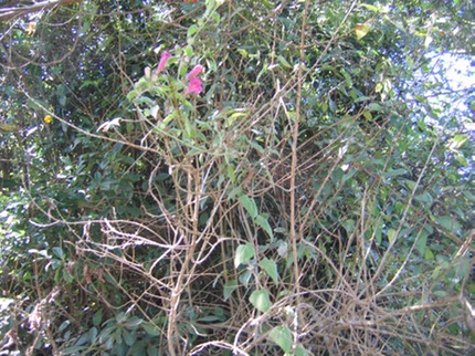 IMG 0003