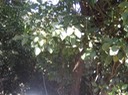 IMG 0007