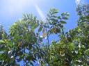 IMG 0008