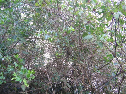 IMG 0012