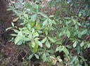 IMG 0014