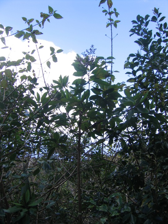 IMG 0016