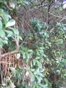 IMG 0018