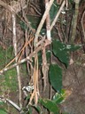 IMG 0021