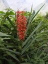 Longose rouge-Hedychium coccineum