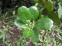 Petit Bois de catafaille-Melicope borbonica-ER