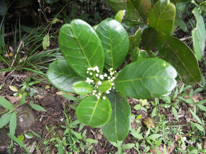 Petit Bois de catafaille-Melicope borbonica-ER