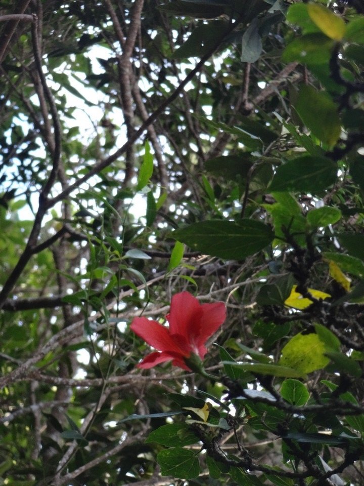 14 4 Hibiscus boryanus Foulsapate marron Malvacee Fleur DSC09744