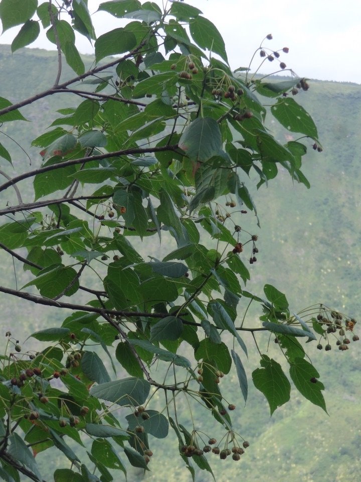 15 1 Dombeya elegans Mahot rose Malvacee DSC09745