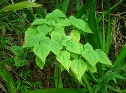 15 bois de source (macrophylla) 24