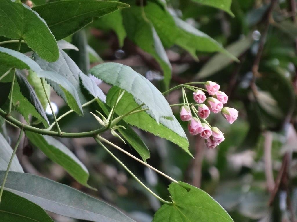 Dombeya elegans