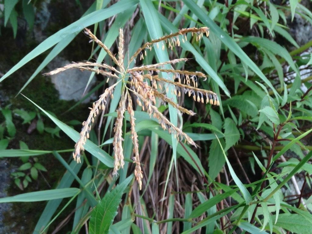 Eulalia aurea