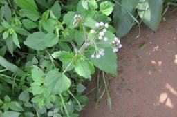 IMG_1964