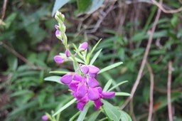 IMG_1978