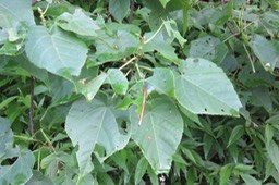 IMG_1981