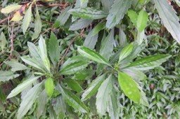 IMG_2010