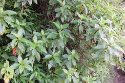 IMG_2011
