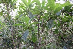 IMG_2013