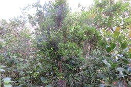 IMG_2015