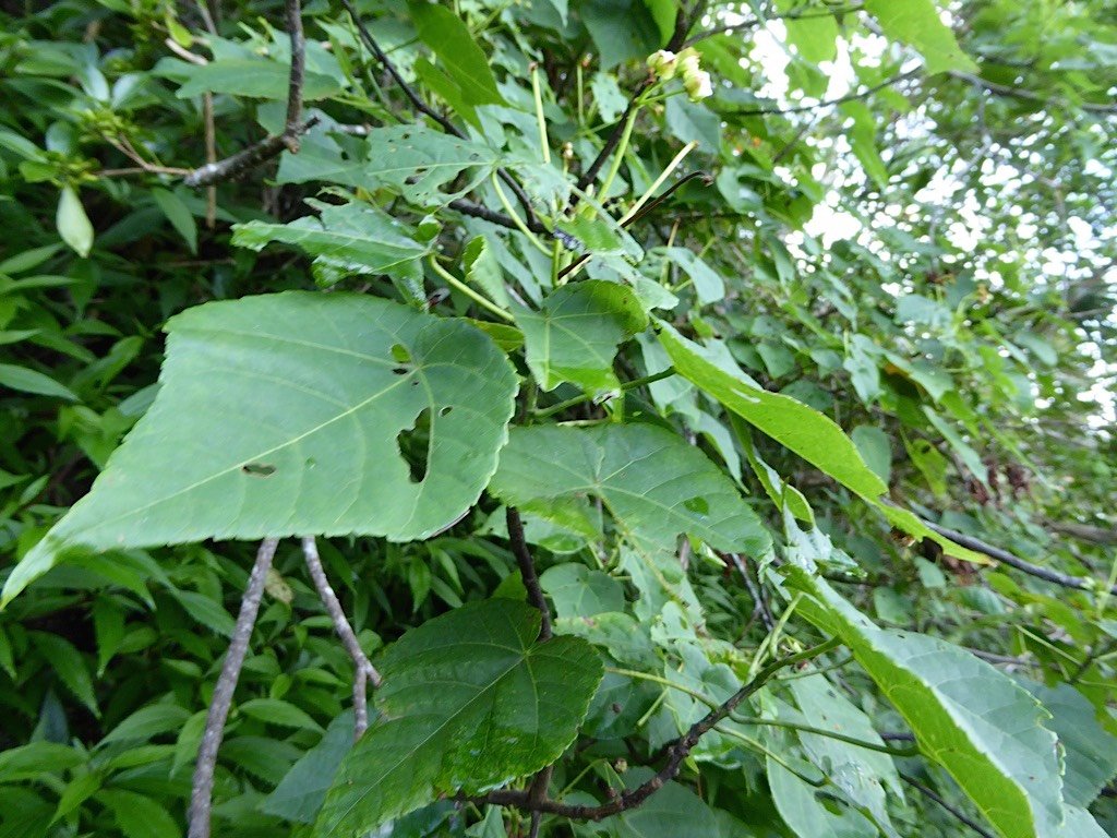 P1050025